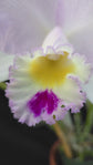 Cattleya Pure Soul