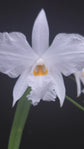 Dendrobium infundibulum