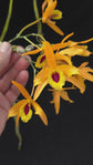 Dendrobium Chanthaboon Sunrise