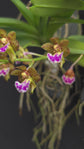 Vanda flabellata