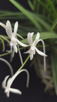 Vanda Falcalta (multiple growth points)