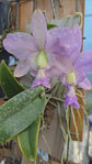 Cattleya Brazilian Jewel var. coerulea