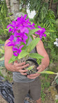 Cattleya skinneri "Heiti Jacobs "