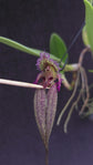 Bulbophyllum fascinator