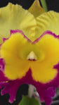 Rhyncholaeliocattleya Saeng U-Sa &