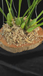 Maxillaria tenuifolia &