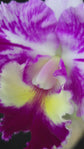 Cattleya stk jewel