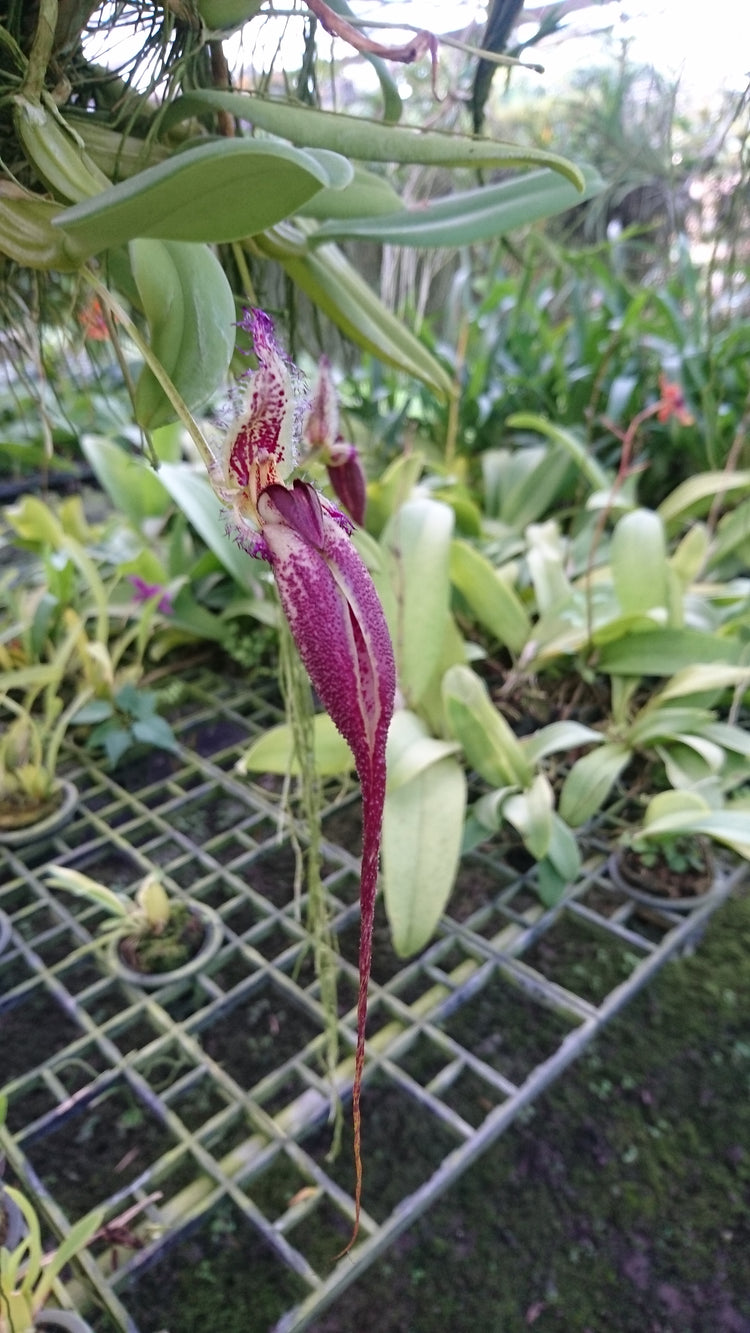 Bulbophyllum fascinator PlantMadness