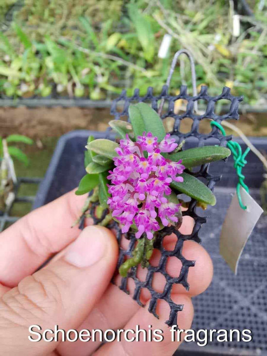 Schoenorchis fragrans PlantMadness