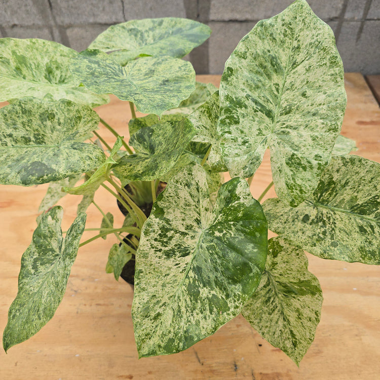 Alocasia Odora &