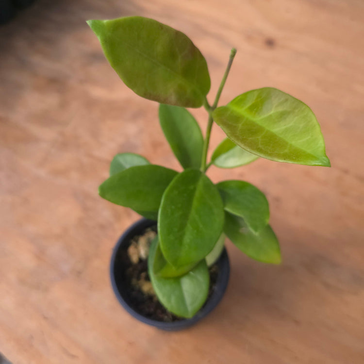 Hoya Calycina PlantMadness