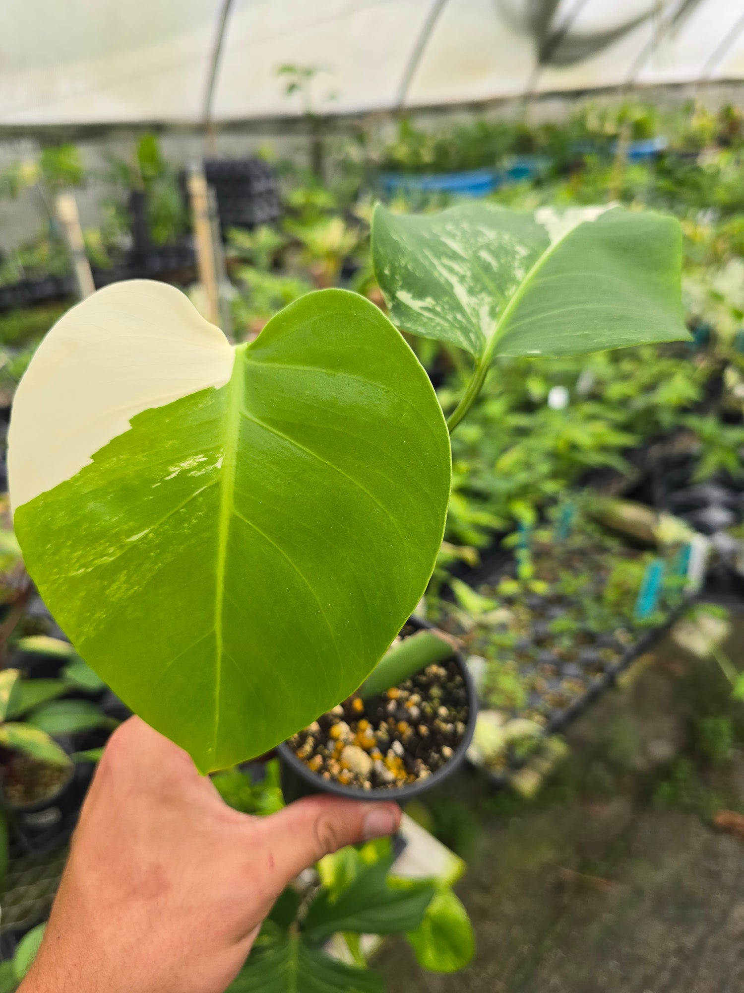 Monstera Borsigiana Albo (small form) – PlantMadness