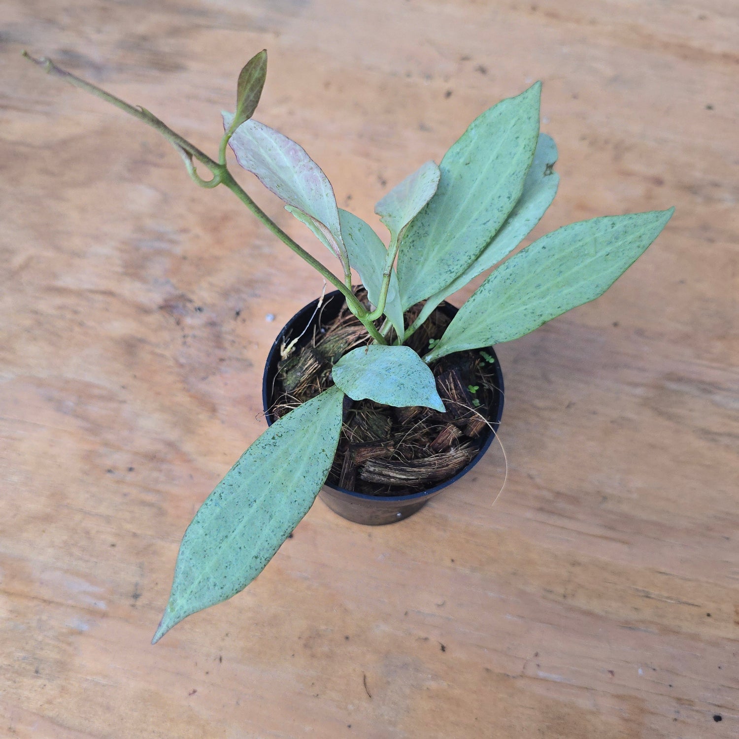 Hoya nichol oniae "New Guinea Ghost" PlantMadness