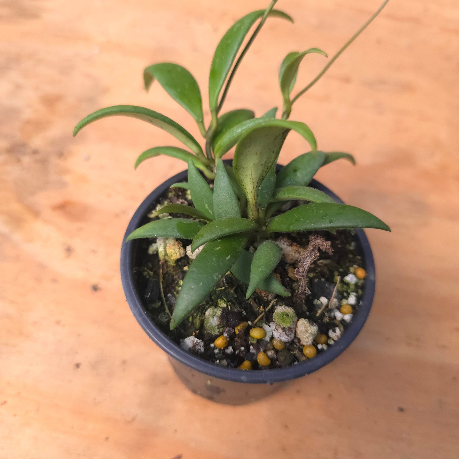 Hoya micrantha PlantMadness