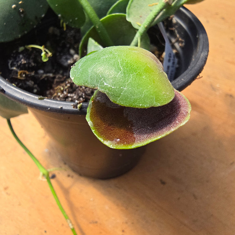 Dischidia sp. (Gamiguin Island) PlantMadness