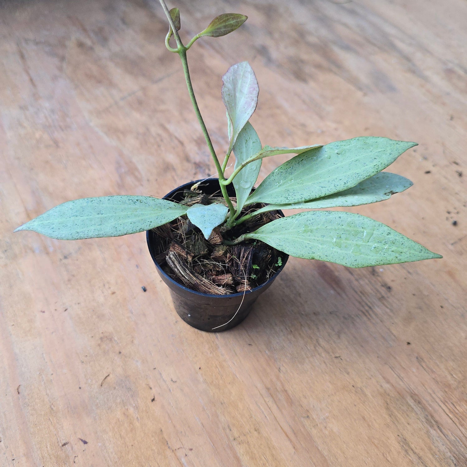 Hoya nichol oniae "New Guinea Ghost" PlantMadness