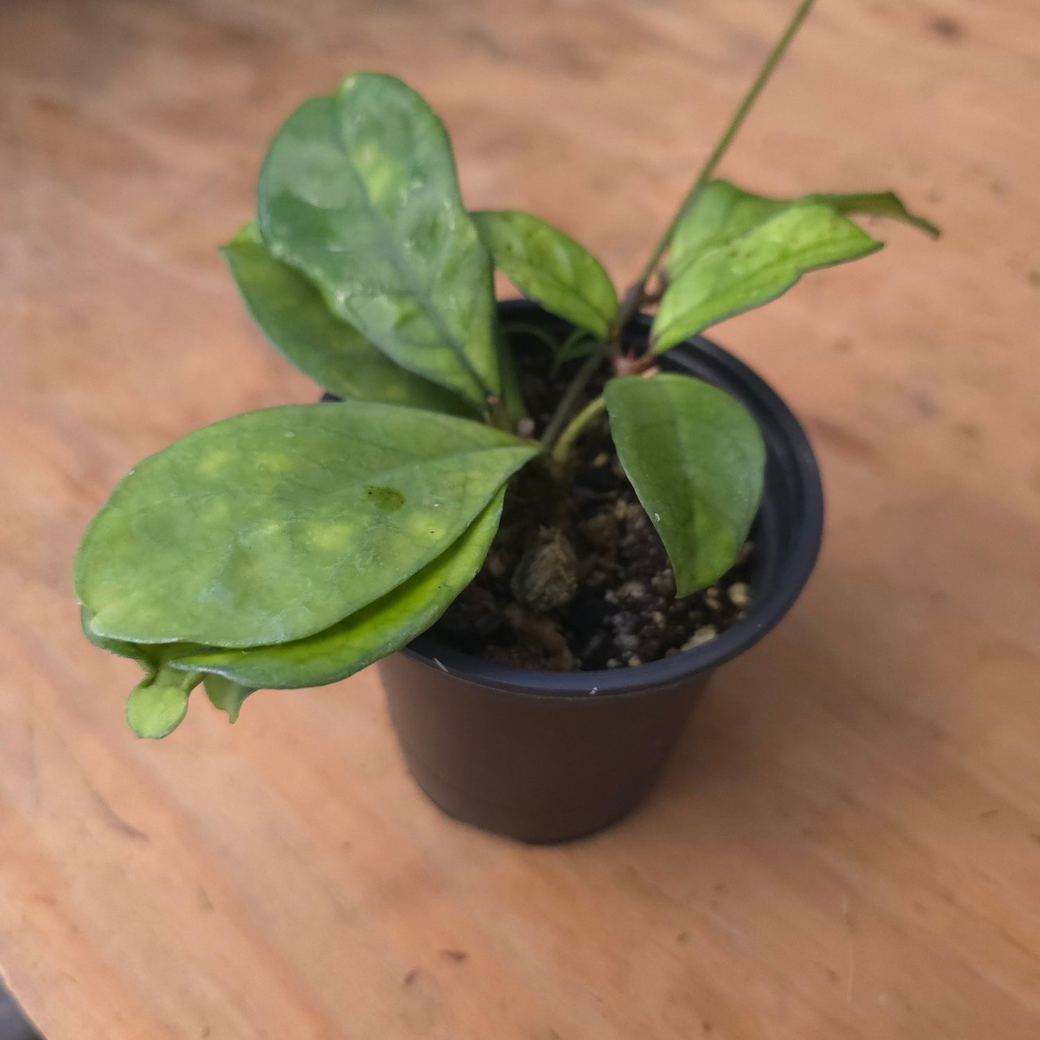 Hoya hainanensis PlantMadness