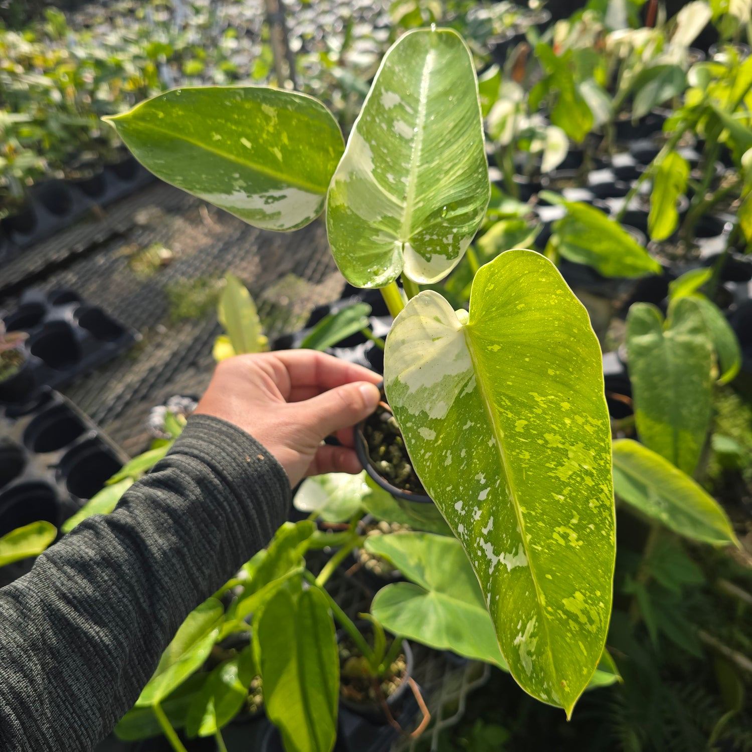 Philodendron Jose Buono Variegated (Grower&