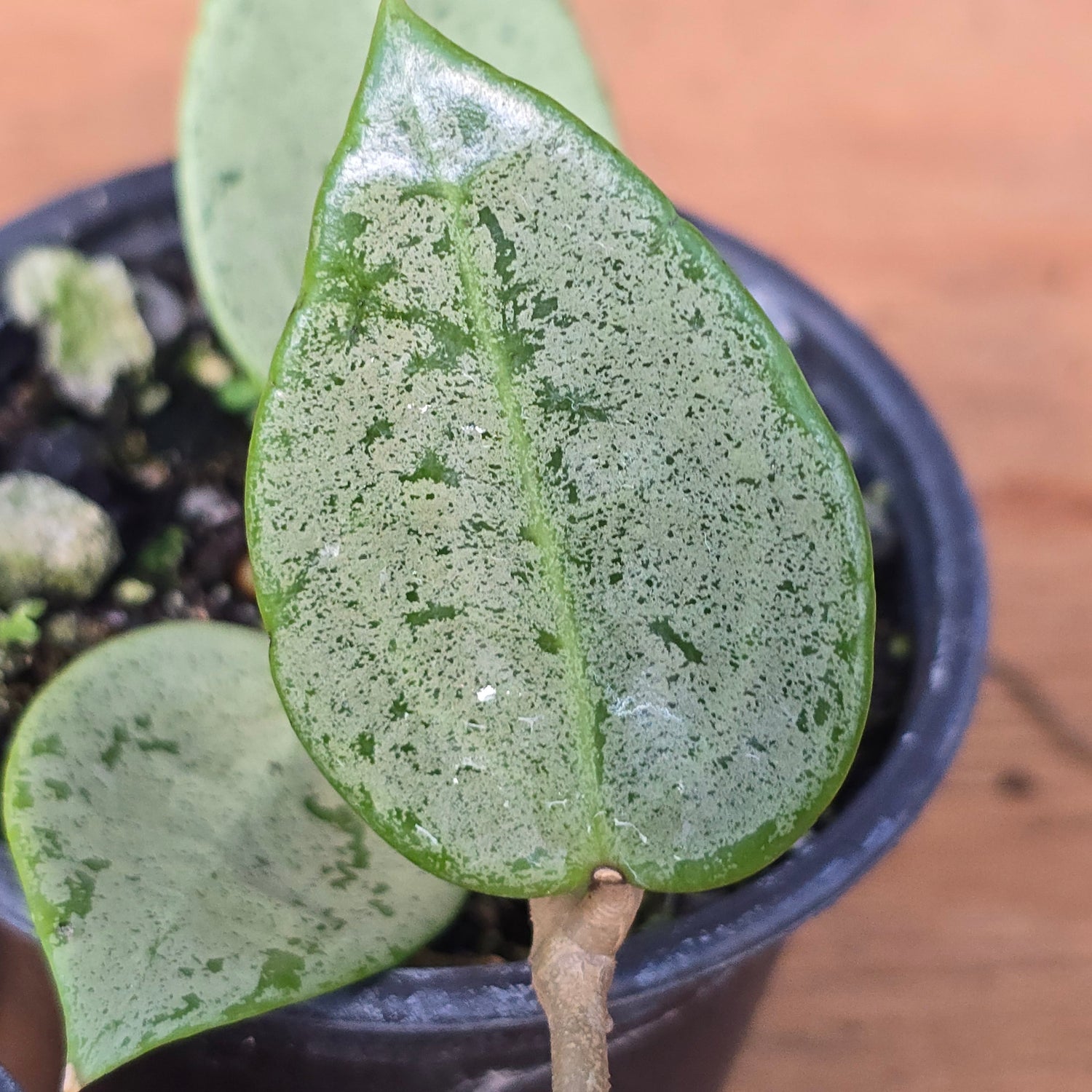 Hoya Parasitica Silver PlantMadness