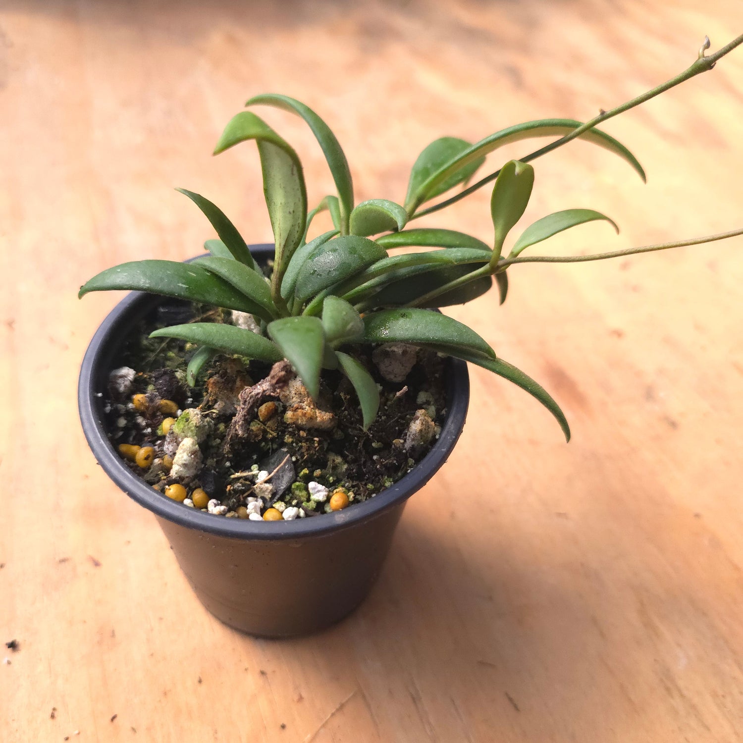 Hoya micrantha PlantMadness