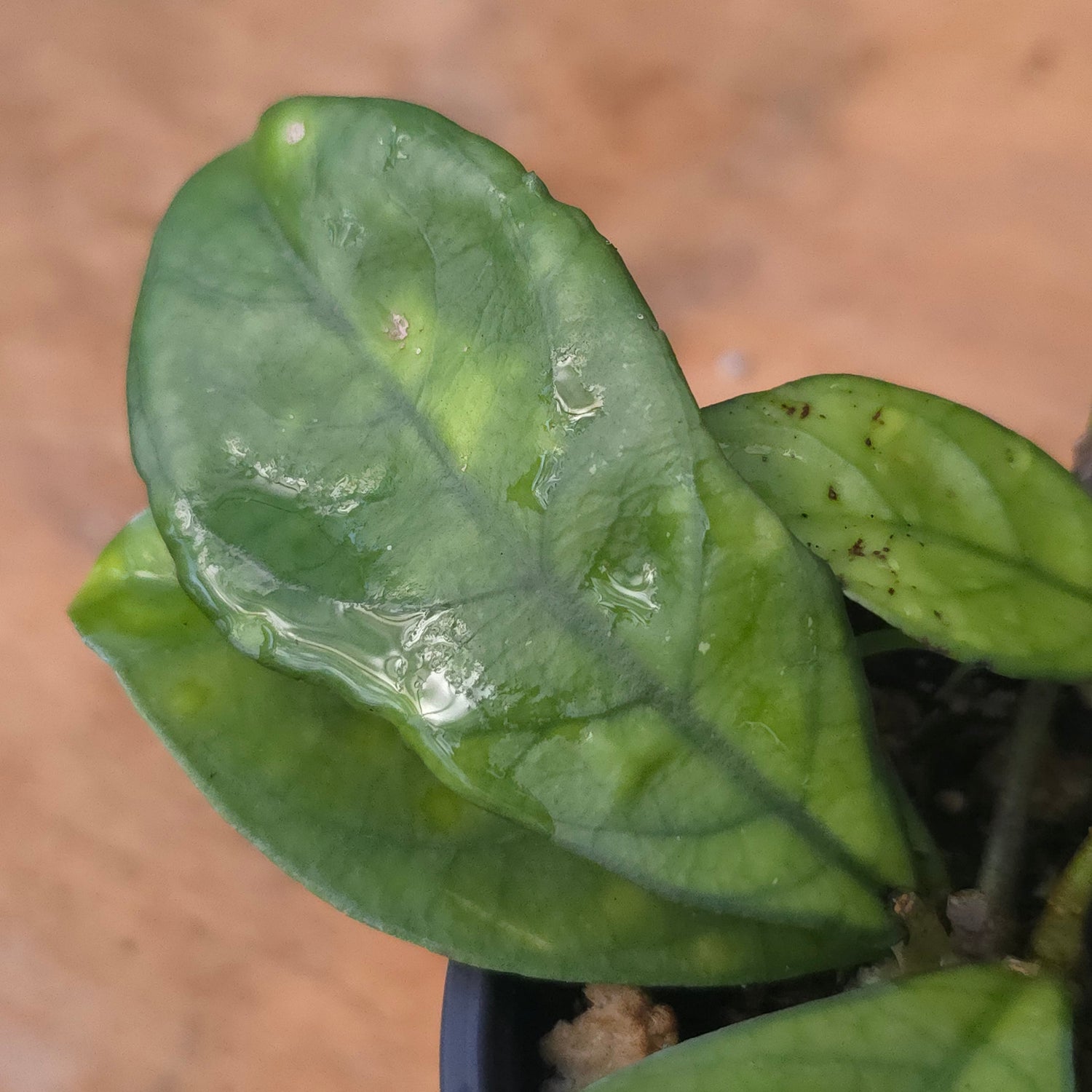 Hoya hainanensis PlantMadness