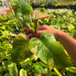 Philodendron Strawberry Shake