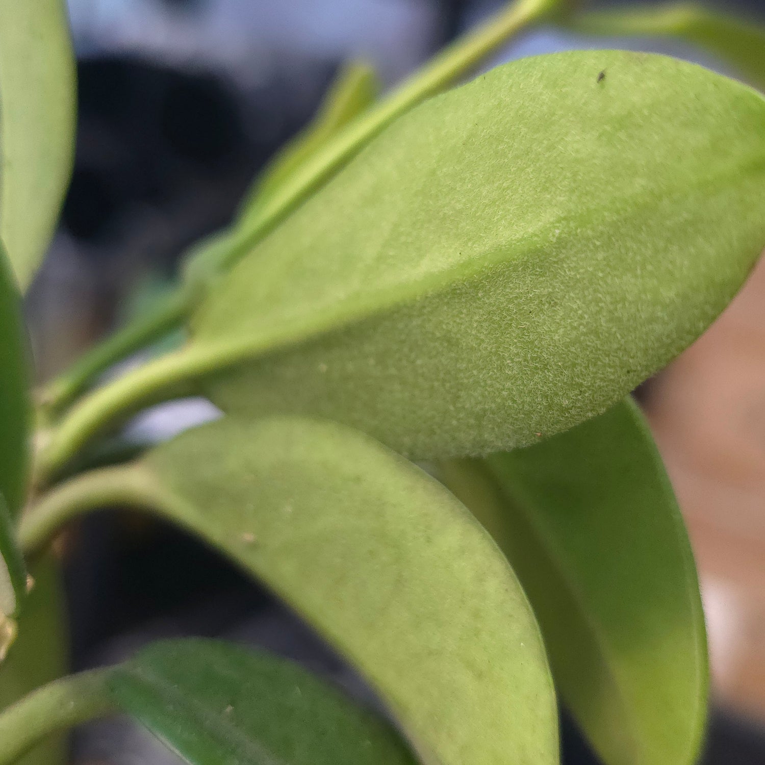 Hoya Calycina PlantMadness