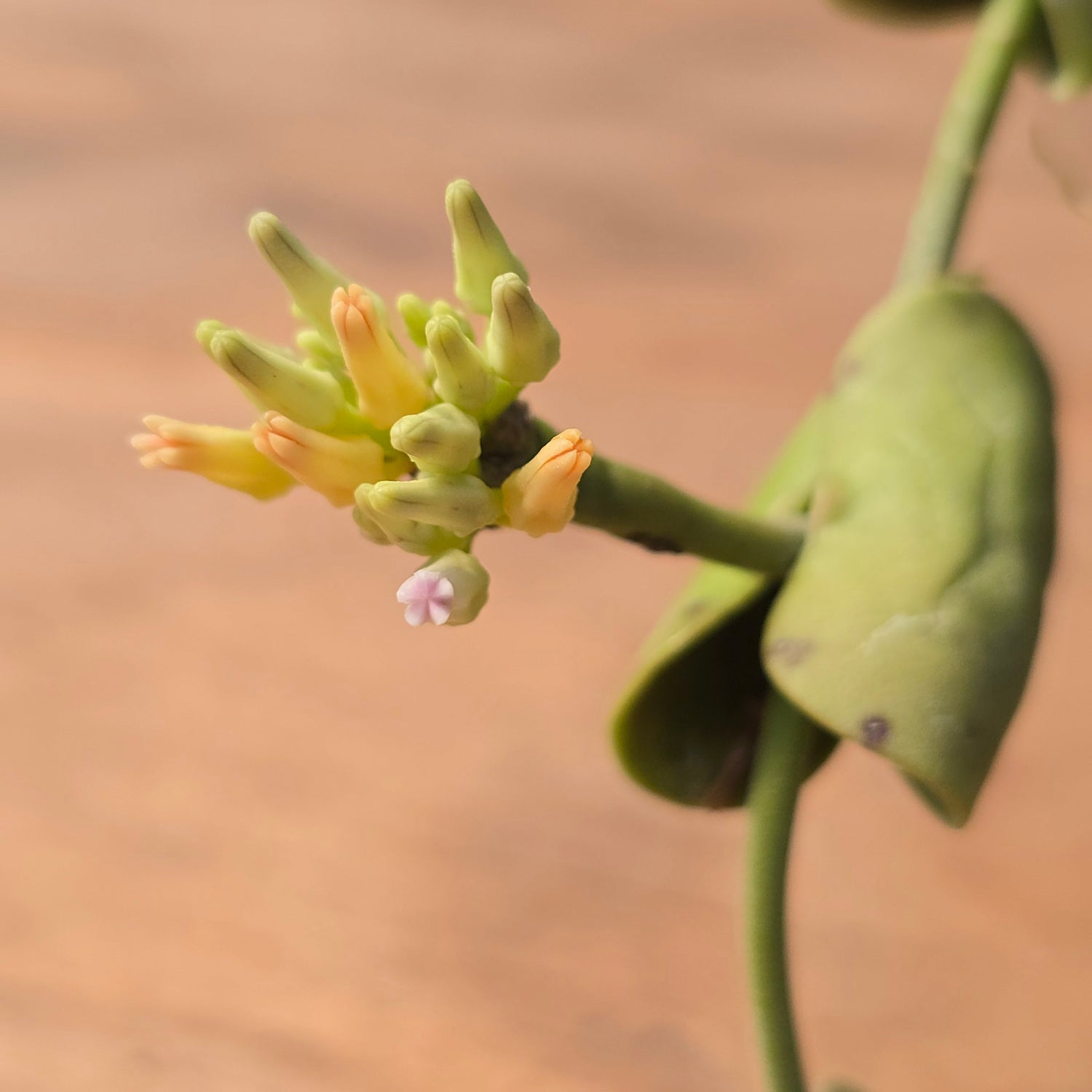 Dischidia sp. (Gamiguin Island) PlantMadness