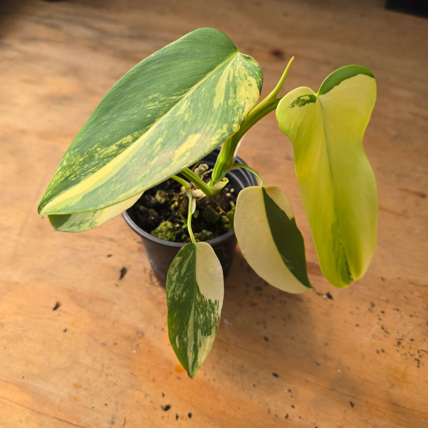 Philodendron Bipennifolium Variegated PlantMadness