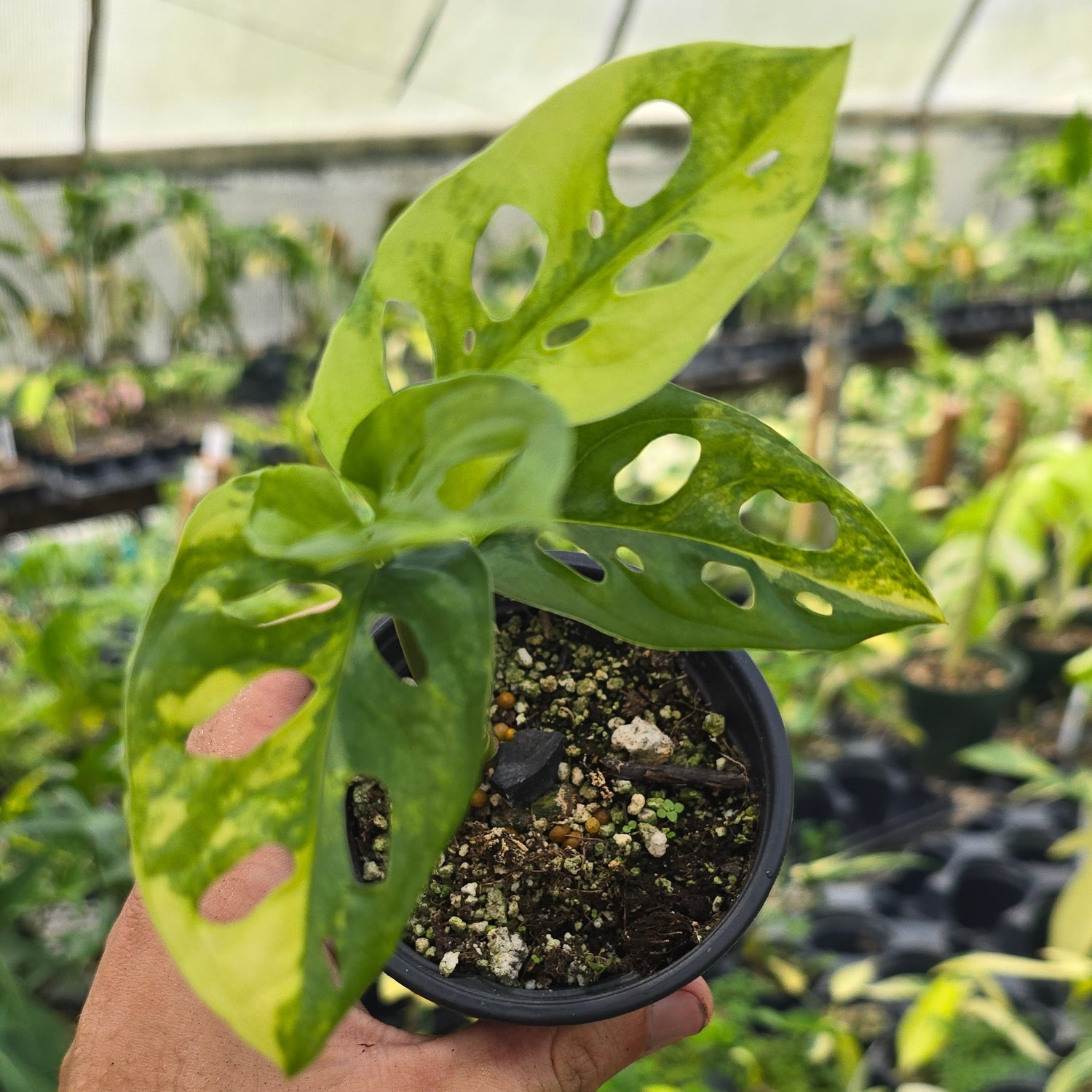 Monstera Variegated Adansonii PlantMadness