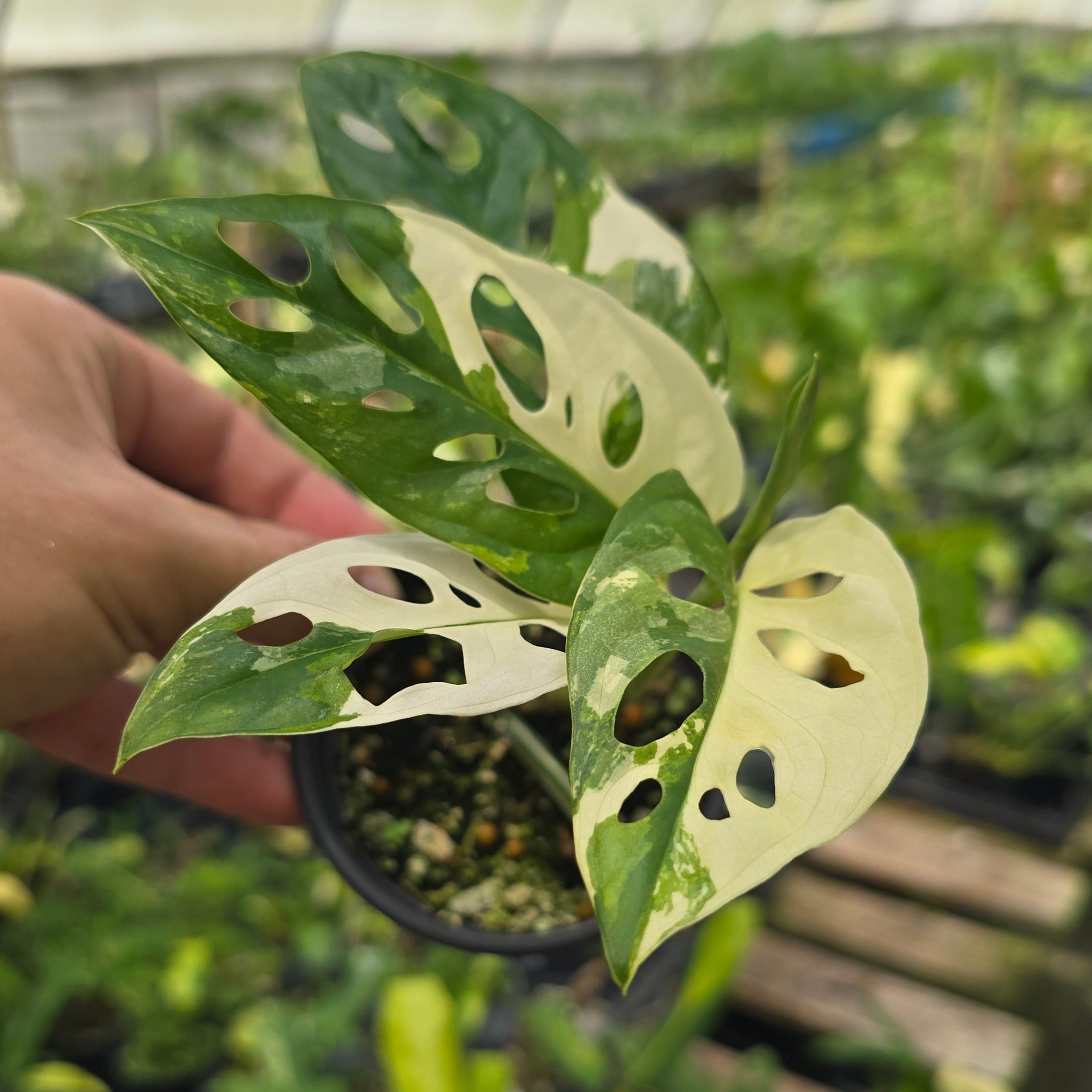 Monstera Variegated Adansonii – PlantMadness