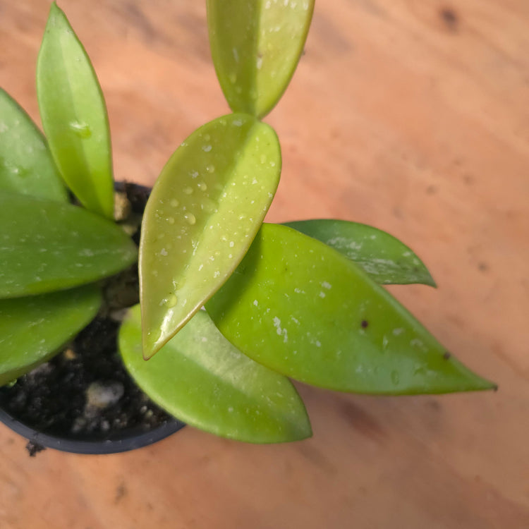 Hoya pubicalyx "Red Dragon" PlantMadness