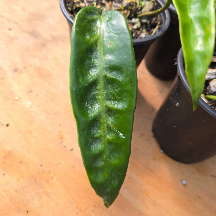 Hoya Onychoides PlantMadness