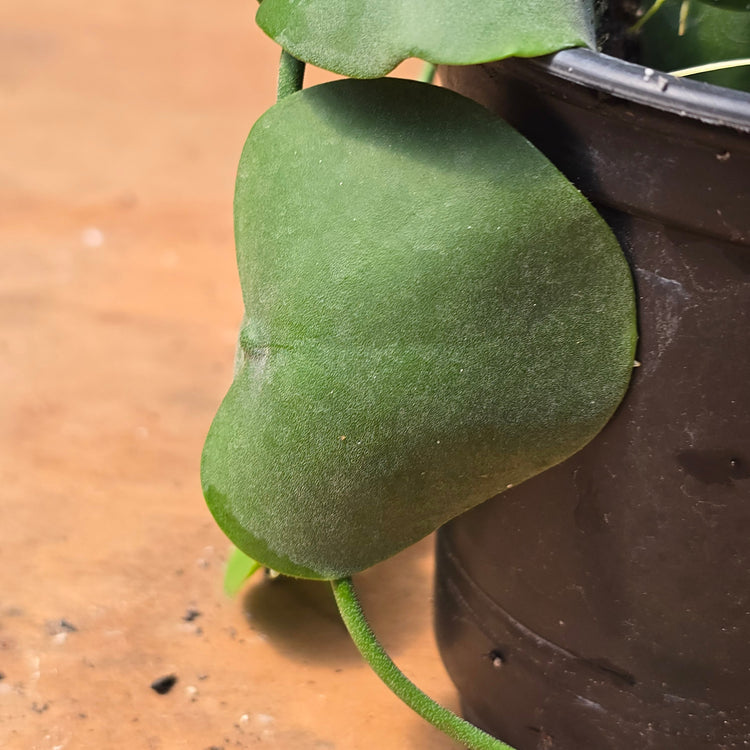 Dischidia sp. (Gamiguin Island) PlantMadness