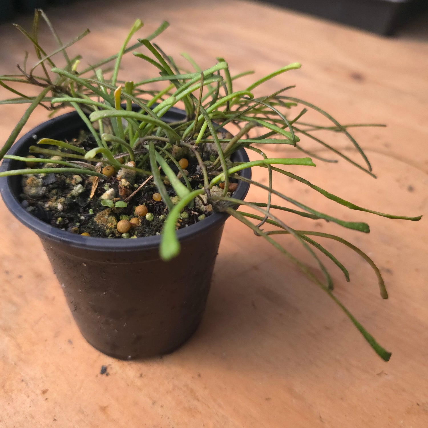 Hoya retusa PlantMadness