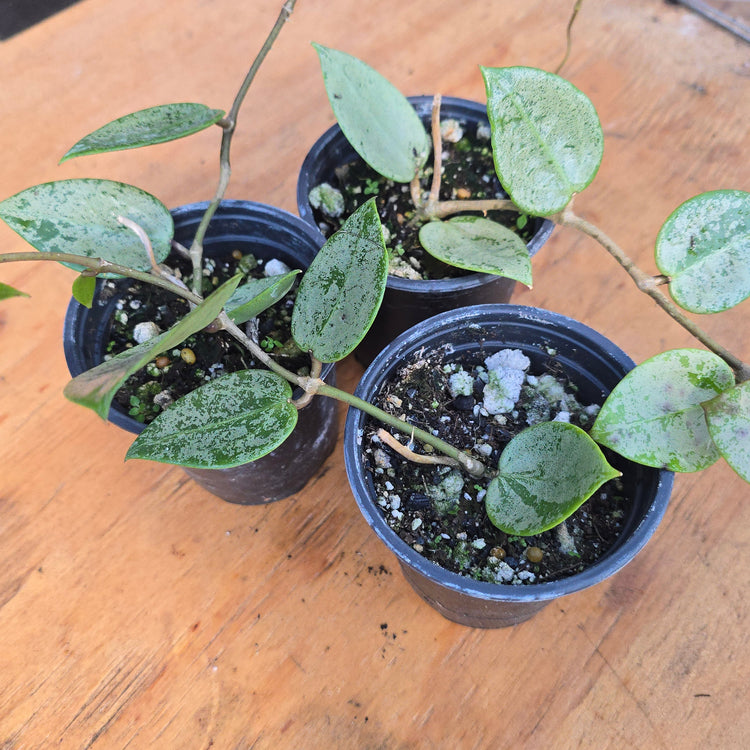 Hoya Parasitica Silver PlantMadness