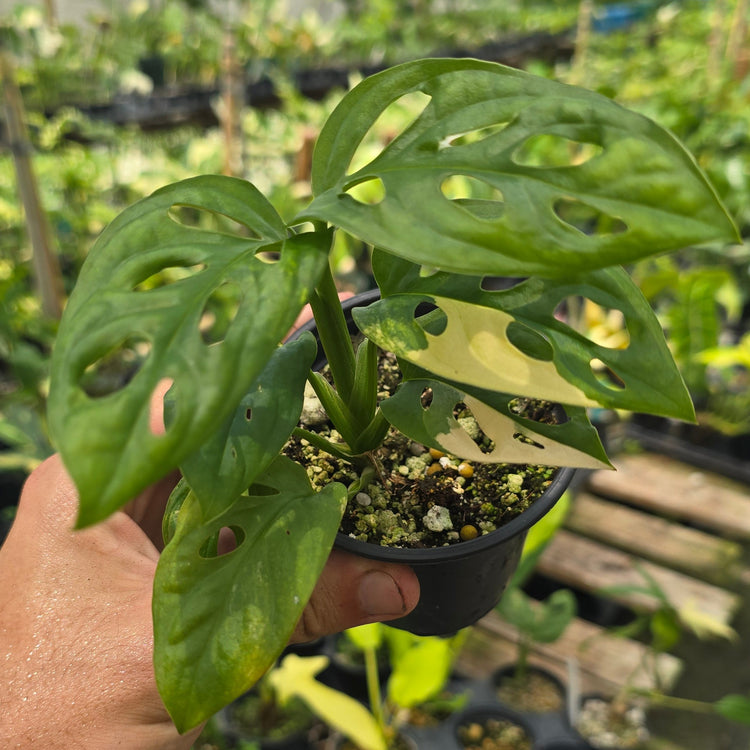 Monstera Variegated Adansonii PlantMadness