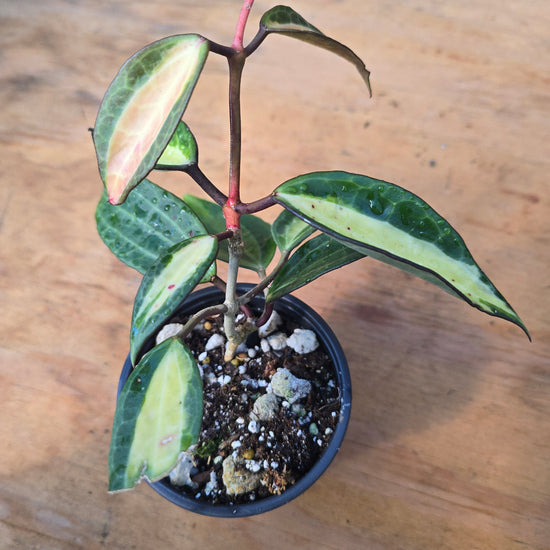 Hoya latifolia "Pot of Gold" PlantMadness