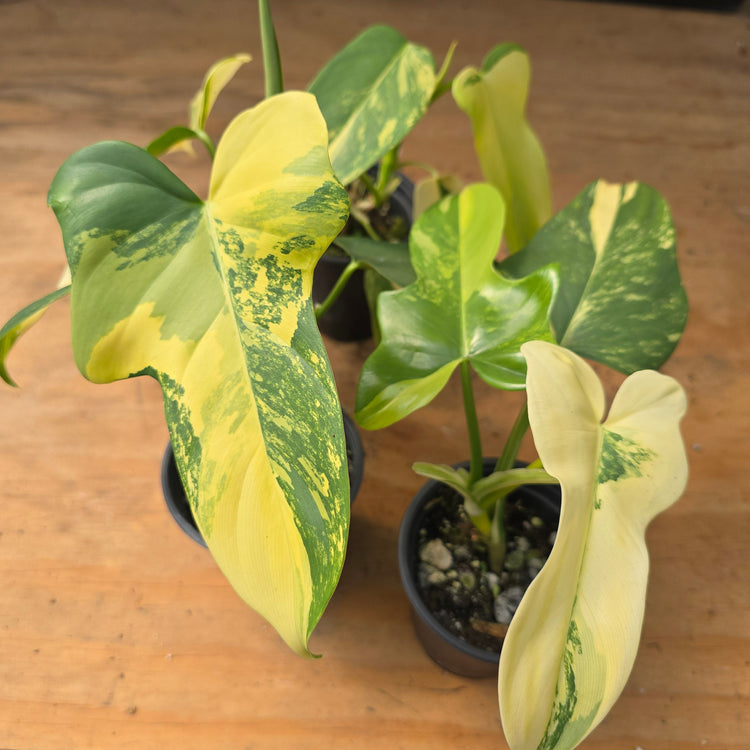 Philodendron Bipennifolium Variegated PlantMadness