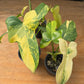 Philodendron Bipennifolium Variegated PlantMadness