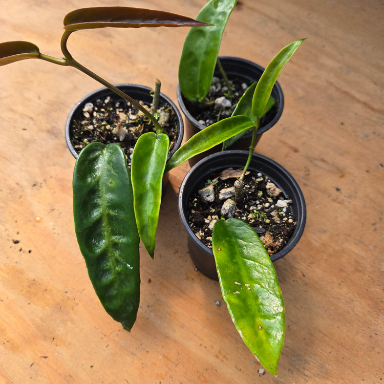 Hoya Onychoides PlantMadness