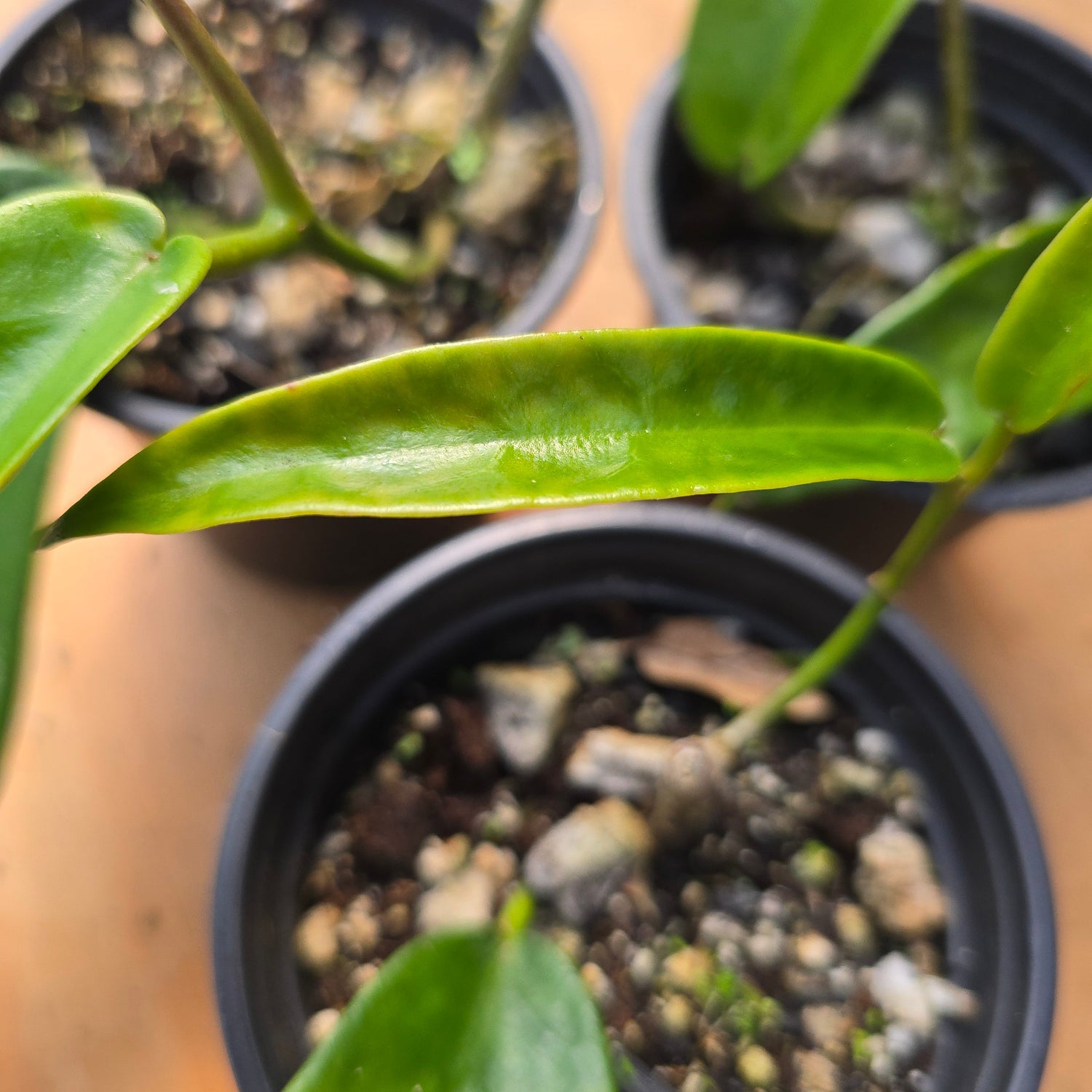 Hoya Onychoides PlantMadness