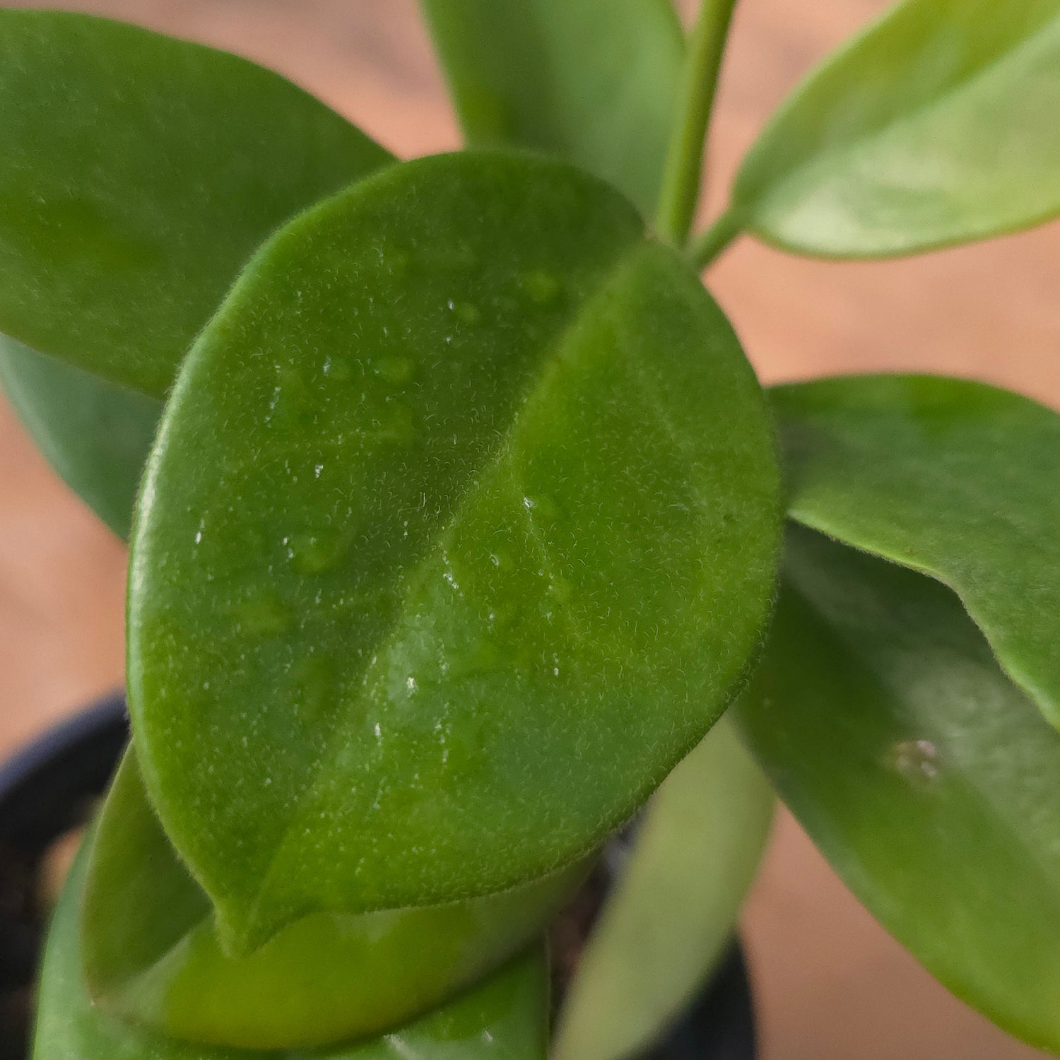 Hoya Calycina PlantMadness