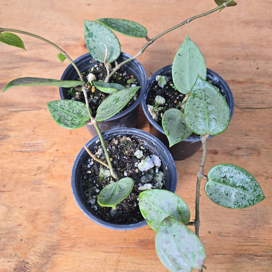 Hoya Parasitica Silver PlantMadness