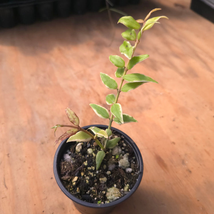 Hoya bella "Albomarginata" PlantMadness