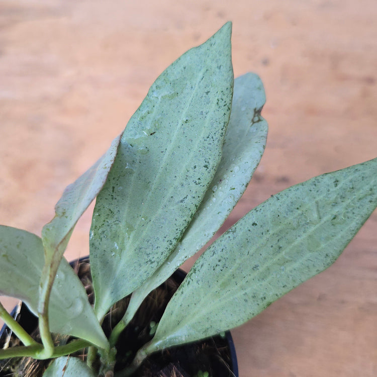 Hoya nichol oniae "New Guinea Ghost" PlantMadness