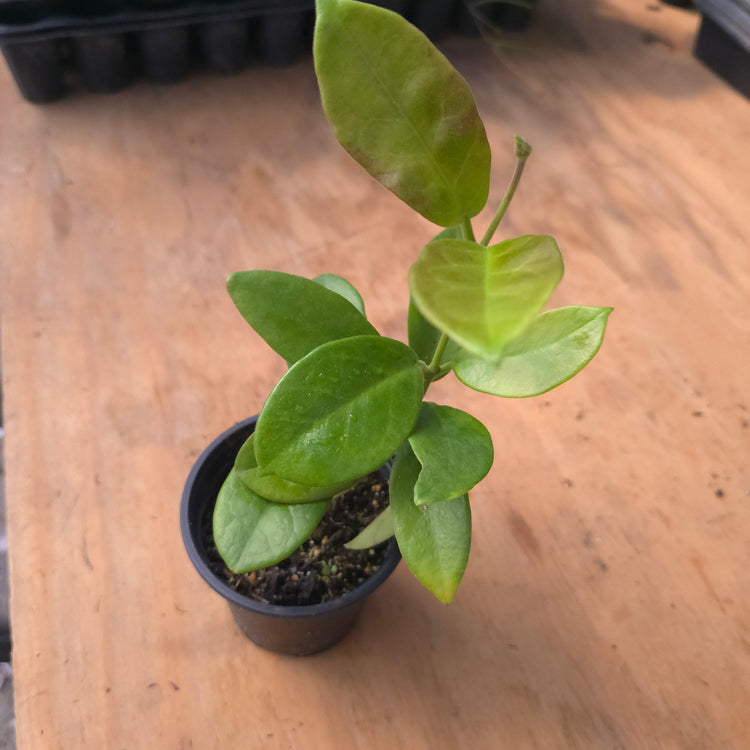 Hoya Calycina PlantMadness