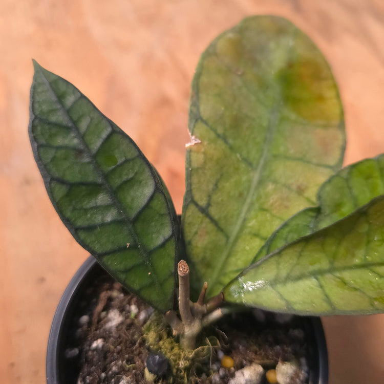 Hoya sp. Kalimantan (UT 158) PlantMadness