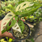 Monstera Variegated Adansonii PlantMadness