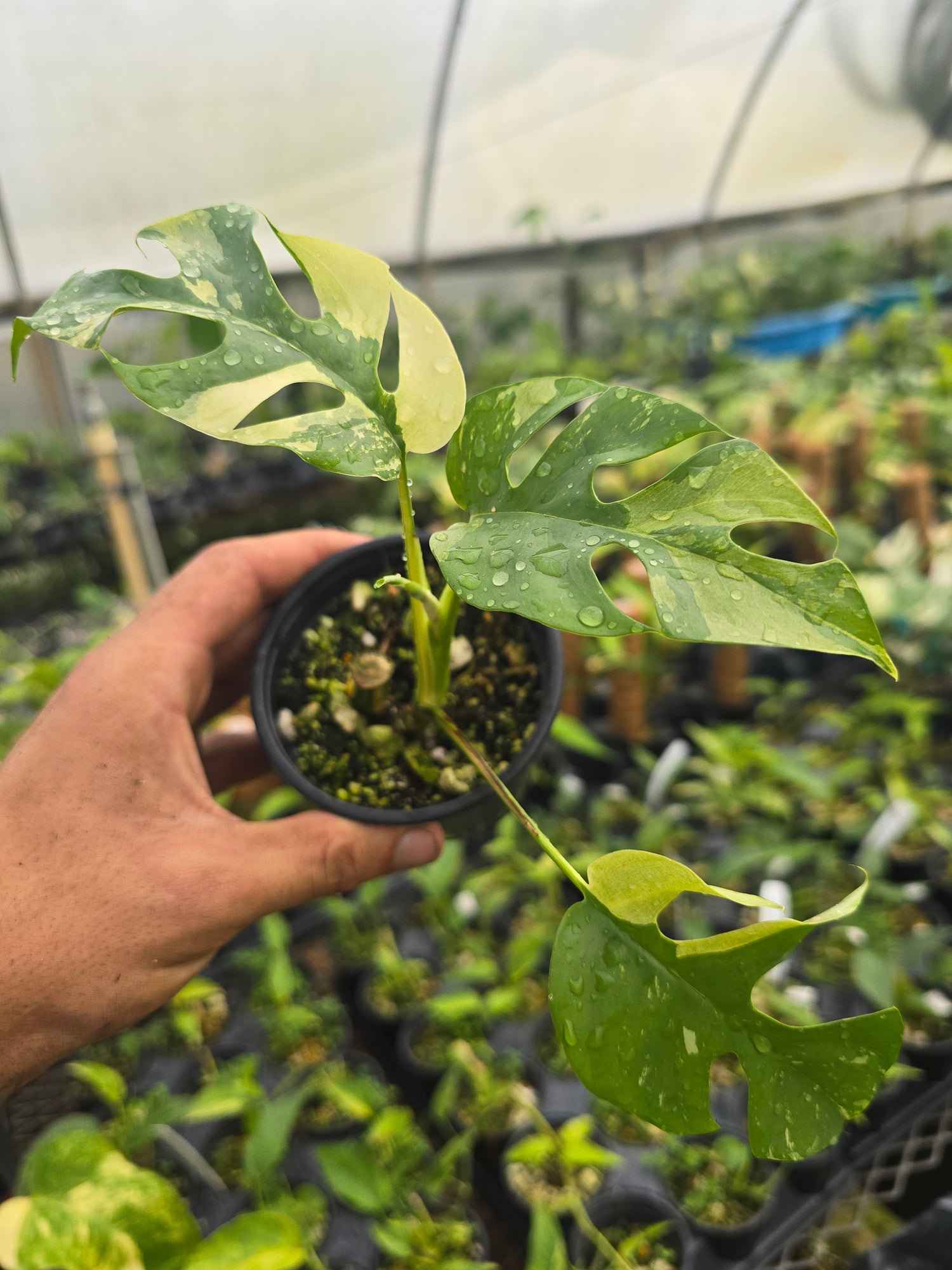 Rhaphidophora Tetrasperma Variegated PlantMadness